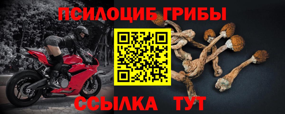 Ирбит  Псилоцибиновые грибы Psilocybe  Вход с VPN  Псилоцибиновые грибы Cubensis 